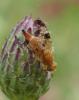 Xyphosia miliaria